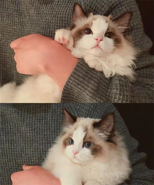 维多利亚老品牌vic(集团)官方网站